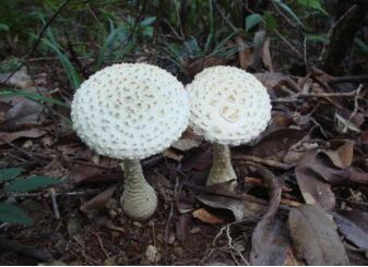 真菌小蘑菇图