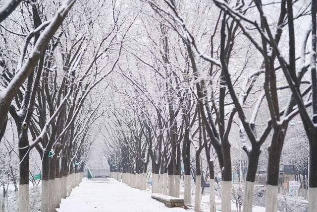 北京下雪了!新鲜雪景图已"到货"一起看看来自北京的美景吧