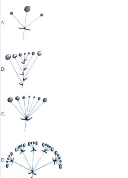 蝎尾状聚伞花序示意图图片