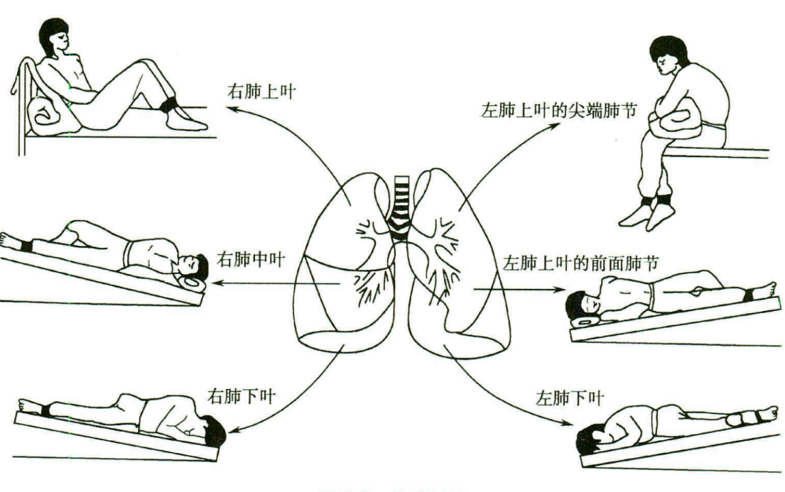 肺部叩诊的步骤和方法图片