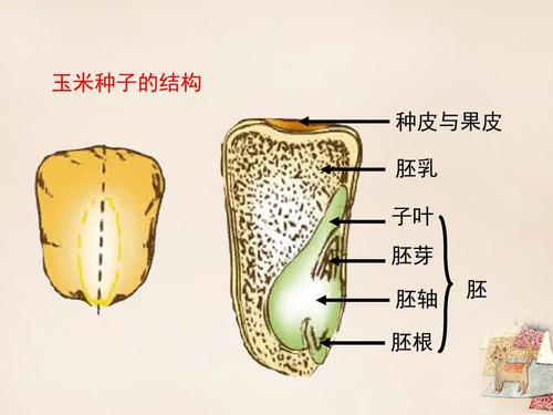 植物胚的结构示意图图片