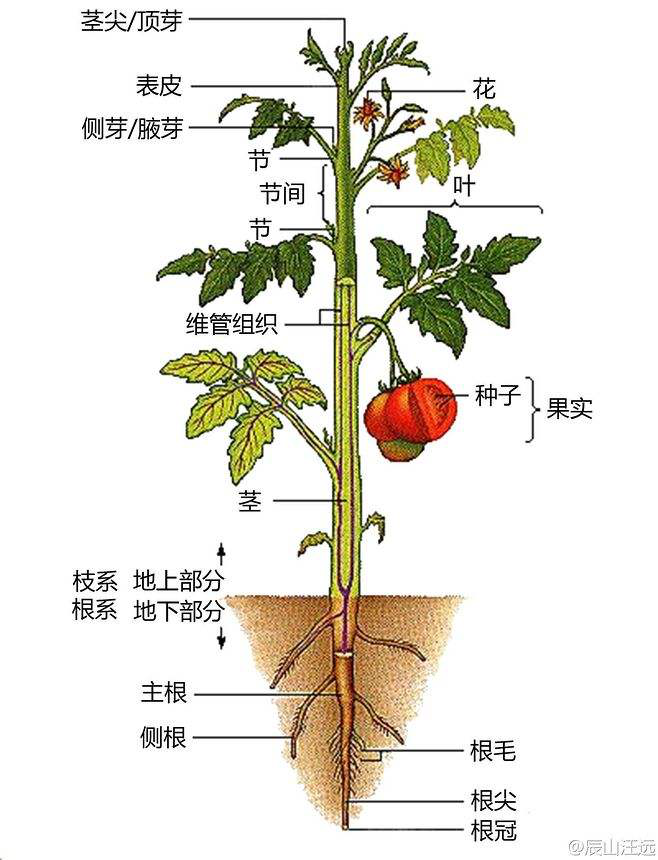 植物根茎叶花果结构图图片