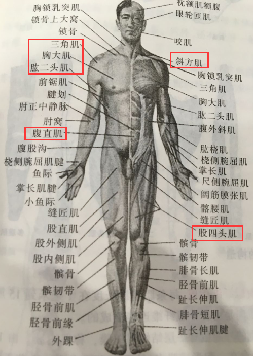 横纹肌结构示意图图片