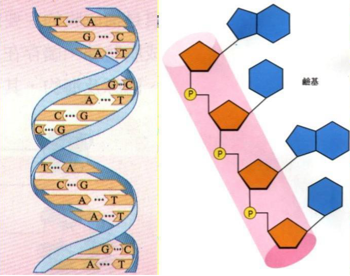 核酸结构示意图图片