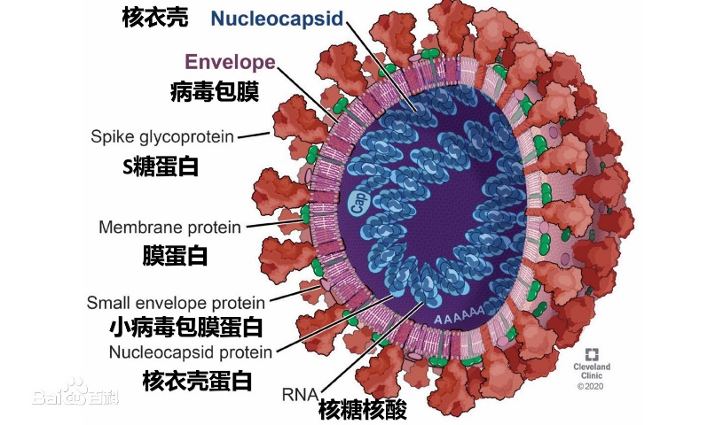 新冠病毒完整结构图图片