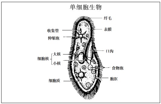 教师招聘面试初中生物-《单细胞生物》教案